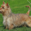 Australian Terrier Diamond Painting