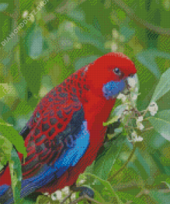 Crimson Rosella Bird Diamond Painting