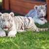 White Tiger Cubs Diamond Painting