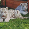 White Tiger Cubs Diamond Painting