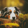 Australian Shepherd Diamond Painting