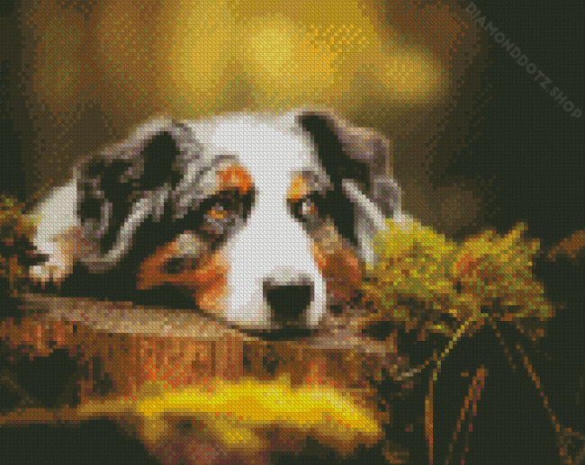 Australian Shepherd Diamond Painting