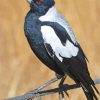 Australian Magpies Diamond Painting