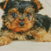 Baby Chorkie Diamond Painting