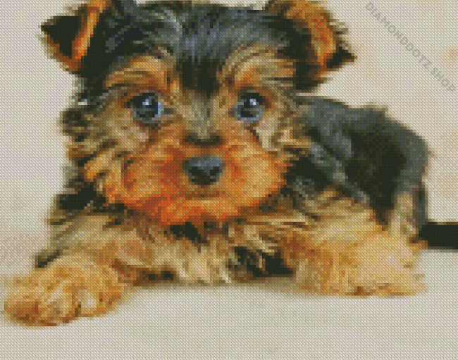 Baby Chorkie Diamond Painting