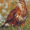 Common Buzzard Bird Diamond Painting