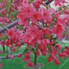 Crabapple Tree Blooms Diamond Painting