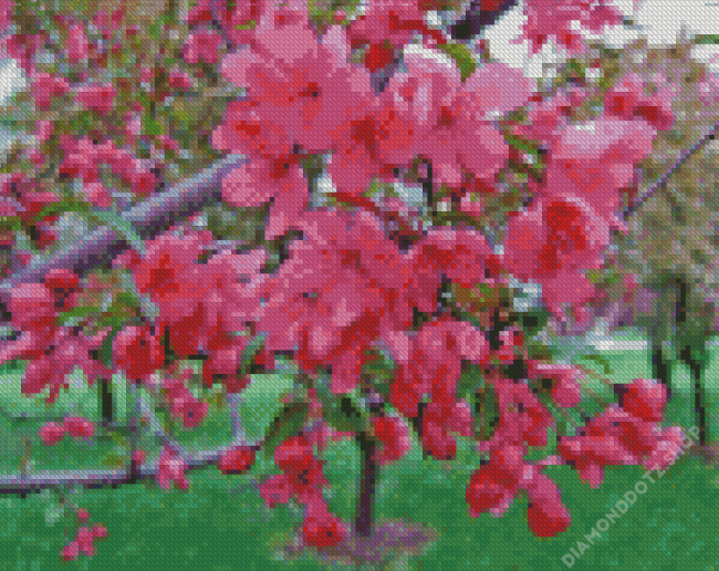 Crabapple Tree Blooms Diamond Painting