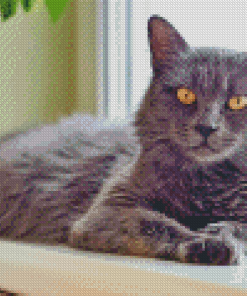 Grey Kitty Pet Diamond Painting