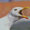 Seagull Bird Head Diamond Painting