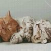 Cute Kittens Sleeping Diamond Painting