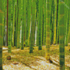 Green Bamboo Forest Diamond Painting