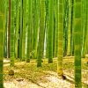 Green Bamboo Forest Diamond Painting