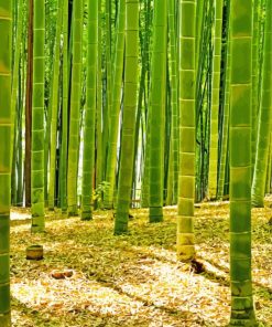 Green Bamboo Forest Diamond Painting
