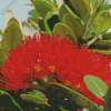 Pohutukawa Tree Diamond Painting