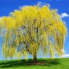 Weeping Willow Plant Diamond Painting