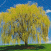 Weeping Willow Plant Diamond Painting