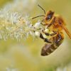 Honey Bee Insect Diamond Painting