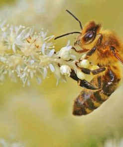 Honey Bee Insect Diamond Painting