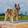 Norwegian Elkhound Diamond Painting