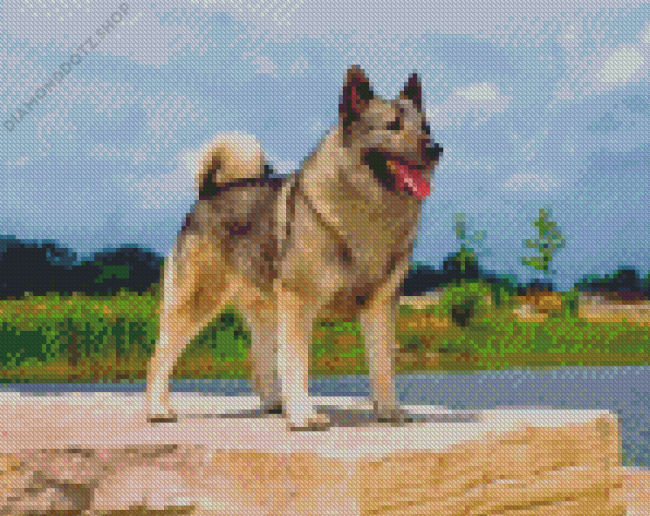 Norwegian Elkhound Diamond Painting