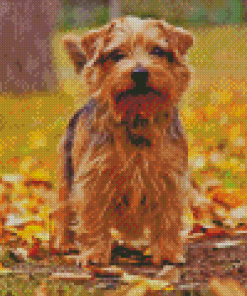 Cute Norfolk Terrier Diamond Painting