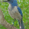 Florida Scrub Jay Diamond Painting