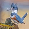 Grey Belted Kingfisher Diamond Painting