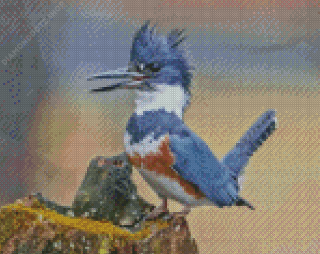 Grey Belted Kingfisher Diamond Painting