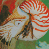 Nautilus Diamond Painting