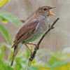 Nightingale Bird Diamond Painting