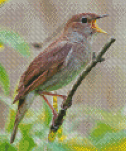 Nightingale Bird Diamond Painting