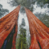 Sequoia Trees Diamond Painting