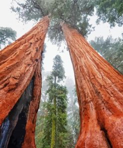 Sequoia Trees Diamond Painting