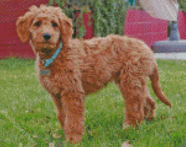 Aussiedoodle Dog Diamond Painting