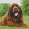 Newfie Dog Diamond Painting