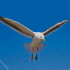 Seagull Flying Diamond Painting