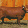 American Cattle Diamond Painting