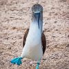 Blue Footed Booby Walking Diamond Painting