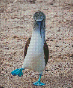 Blue Footed Booby Walking Diamond Painting