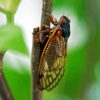 Cicadas On Plant Diamond Painting