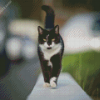 Domestic Cat Walking Diamond Painting