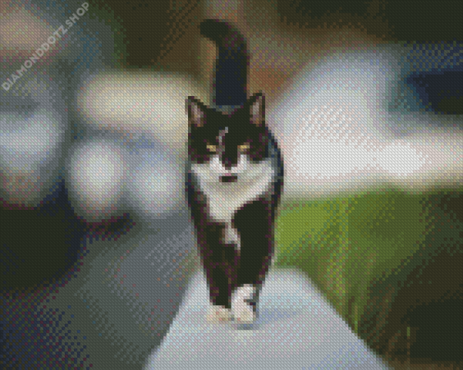 Domestic Cat Walking Diamond Painting