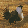 Greater Sage Grouse Diamond Painting