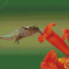 Hummingbird And Flowers Diamond Painting