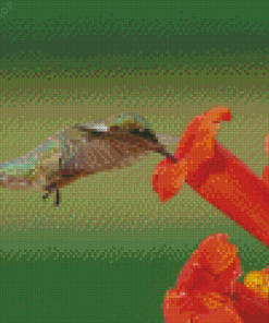 Hummingbird And Flowers Diamond Painting