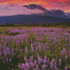 Lupines Field Sunset Diamond Painting