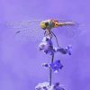 Dragonfly On Flower Diamond Painting