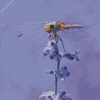 Dragonfly On Flower Diamond Painting