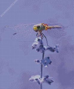 Dragonfly On Flower Diamond Painting